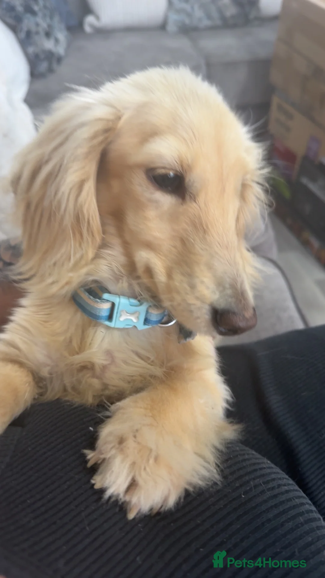 Dachshund dogs for sale: KC reg Long haired Cream dog & KC reg Dapple bitch - Advert 2