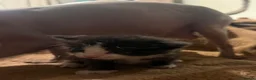 Sphynx cats for sale: Beautiful Sphynx kittens  - Advert 8