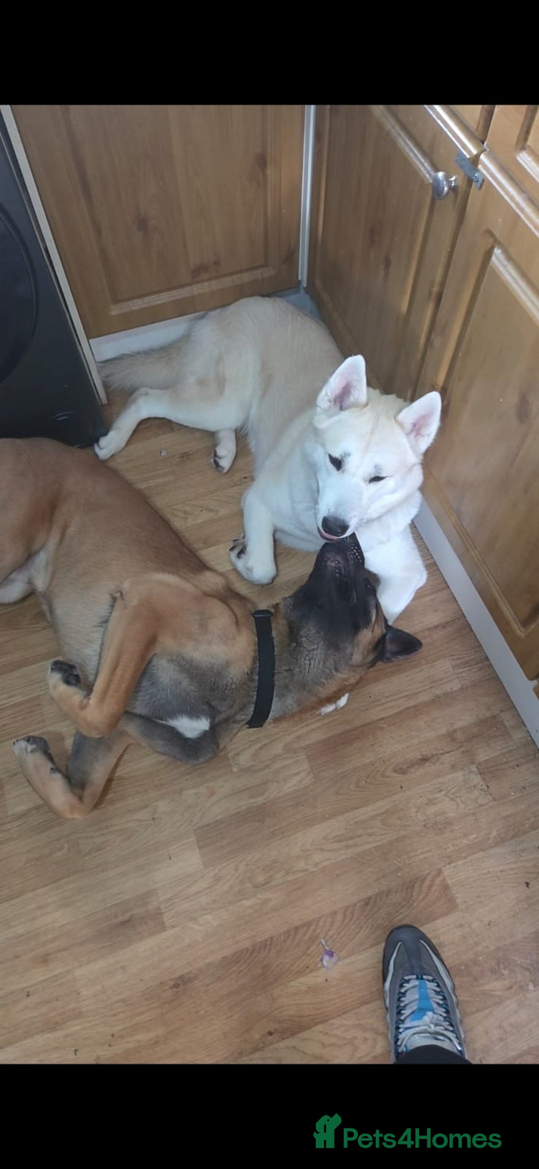 Mixed Breed dogs for sale: Akita/Belgian malenute puppy’s  - Image 20