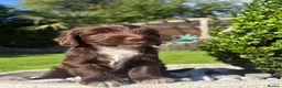 Australian Labradoodle dogs for sale: Australian labradoodles  in Leicester - Advert 3