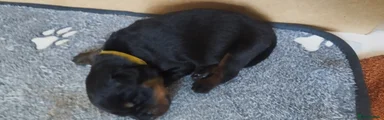 Rottweiler 5