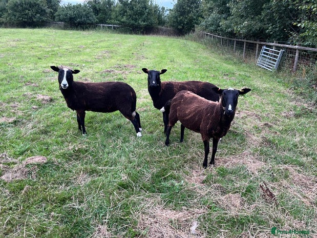 Sheep livestock - Advert 1