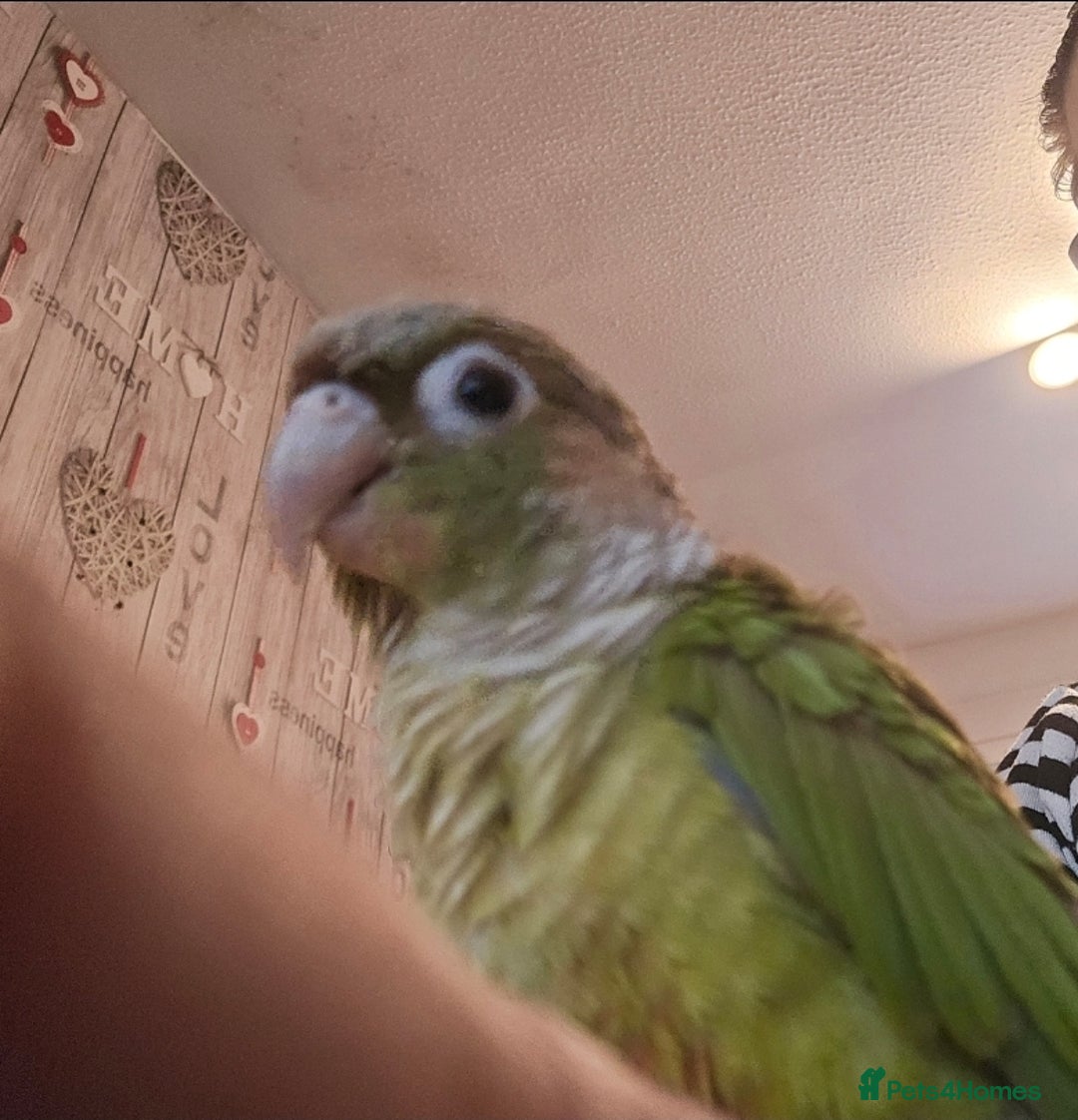 Conures birds for sale: Pineapple green cheeked conure - Image 5