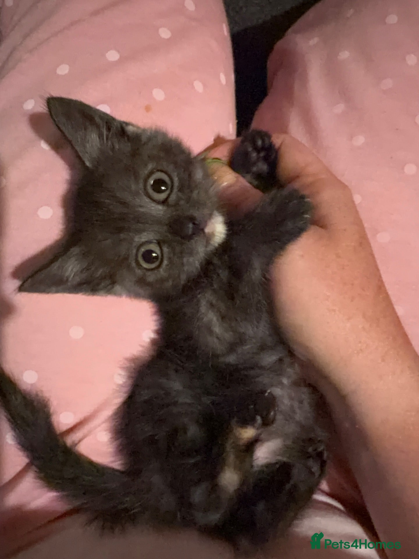 Mixed Breed cats for sale: Grey smoke tabby kitten - Advert 2
