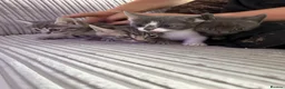British Shorthair cats for sale: Beautiful kittens ready next week - Advert 11
