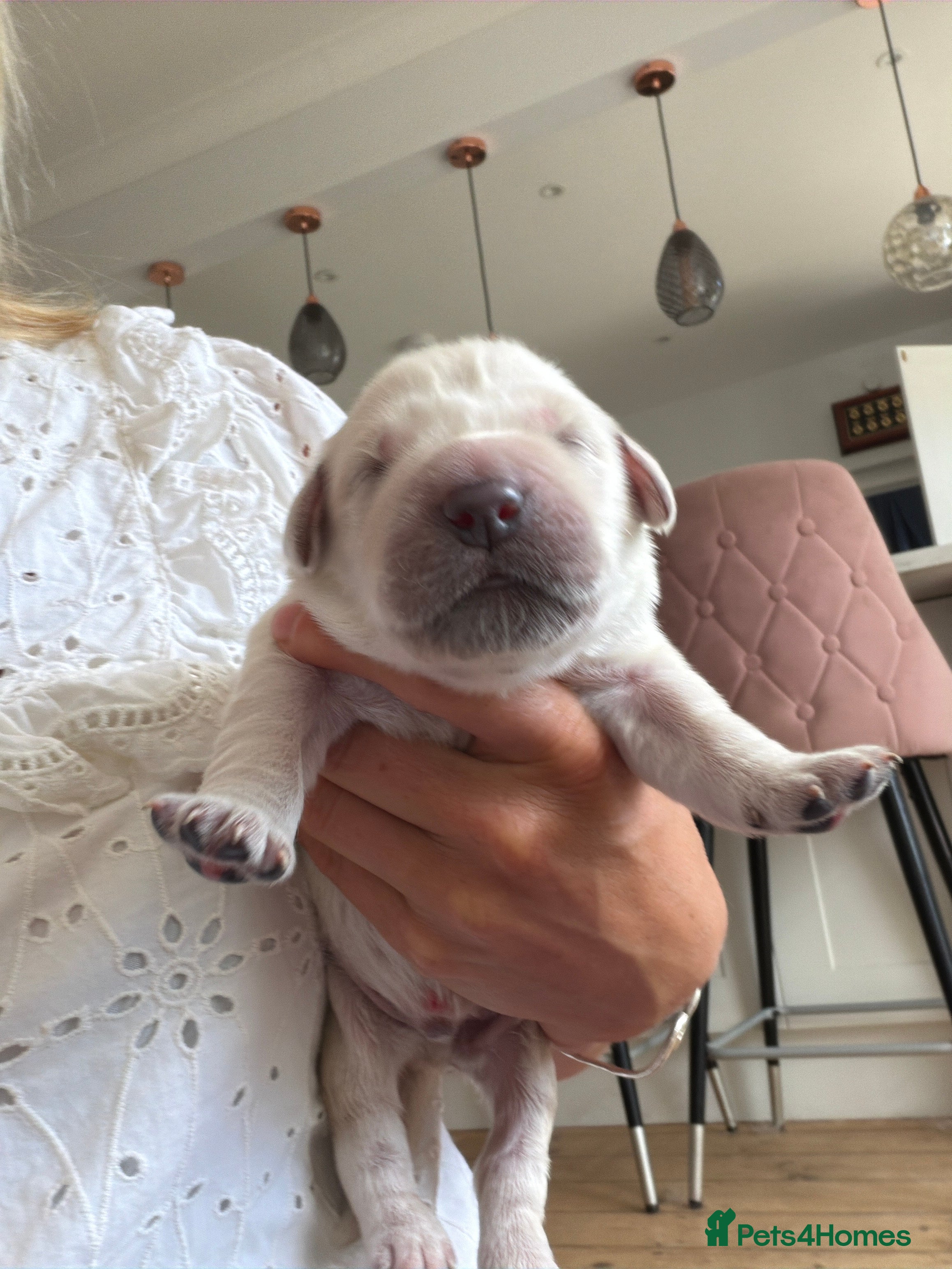 Golden Retriever dogs for sale: Champion line cream golden retriever puppies - Advert 15