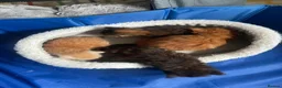 Maine Coon cats for sale: Main coon kittens for sale  - Advert 1