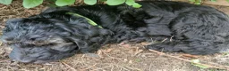 Bernedoodle dogs for sale: F2b midi Bernedoodle  - Advert 17