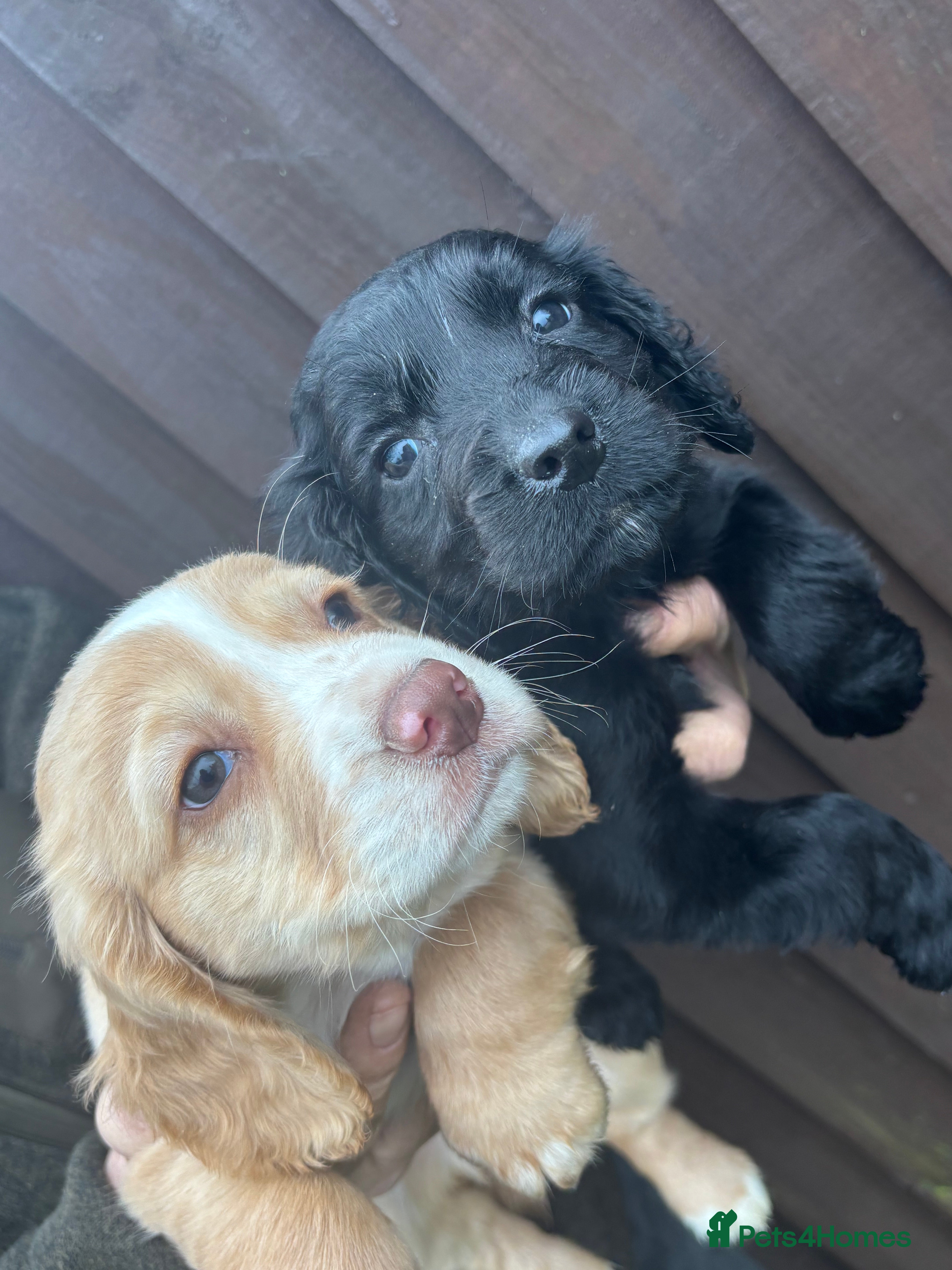 Cocker Spaniel dogs Our 2 beautiful cocker spaniel pups  in Reading - Advert 2