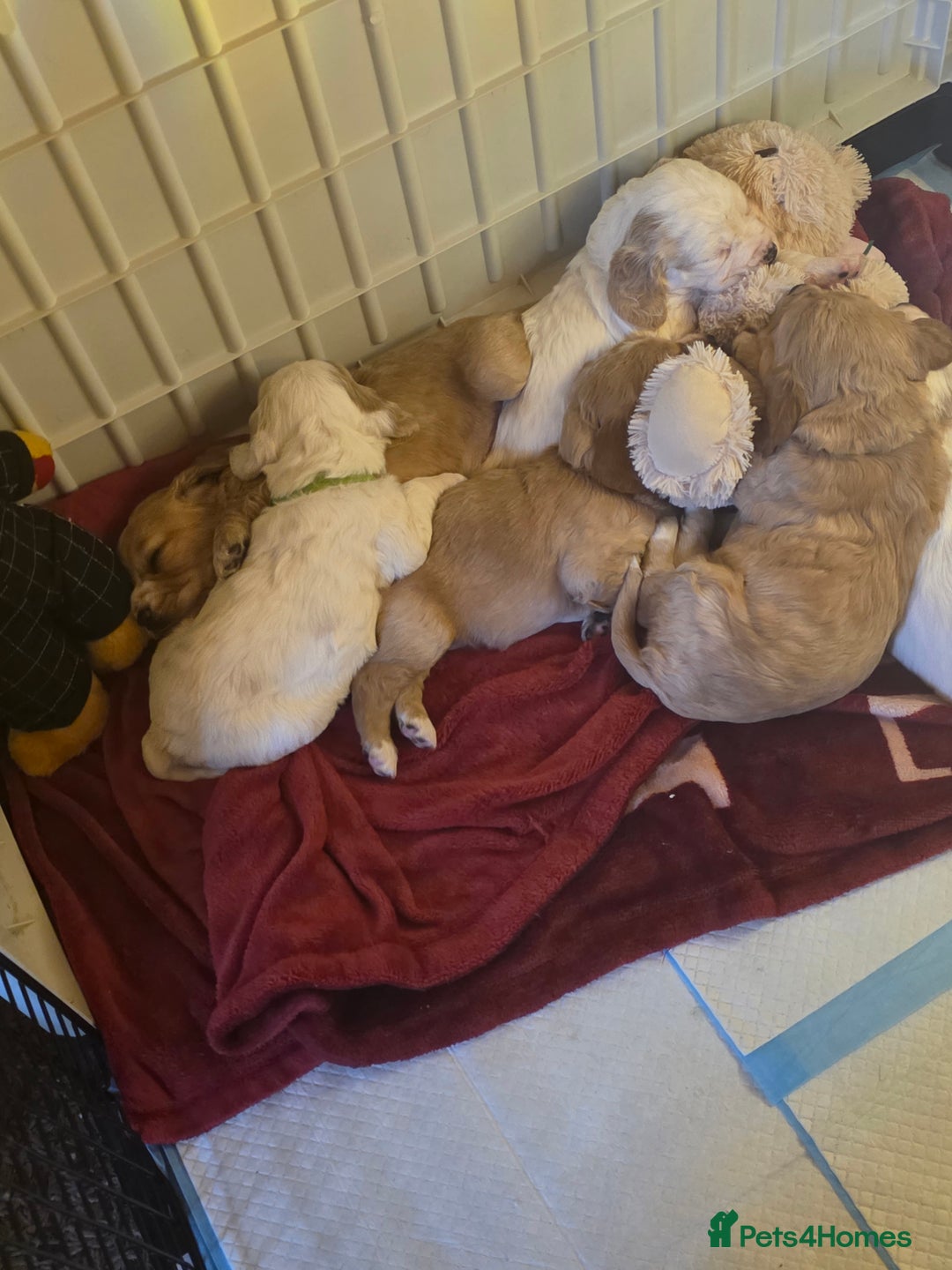 Cocker Spaniel dogs for sale: Cocker spaniel pups - Image 8