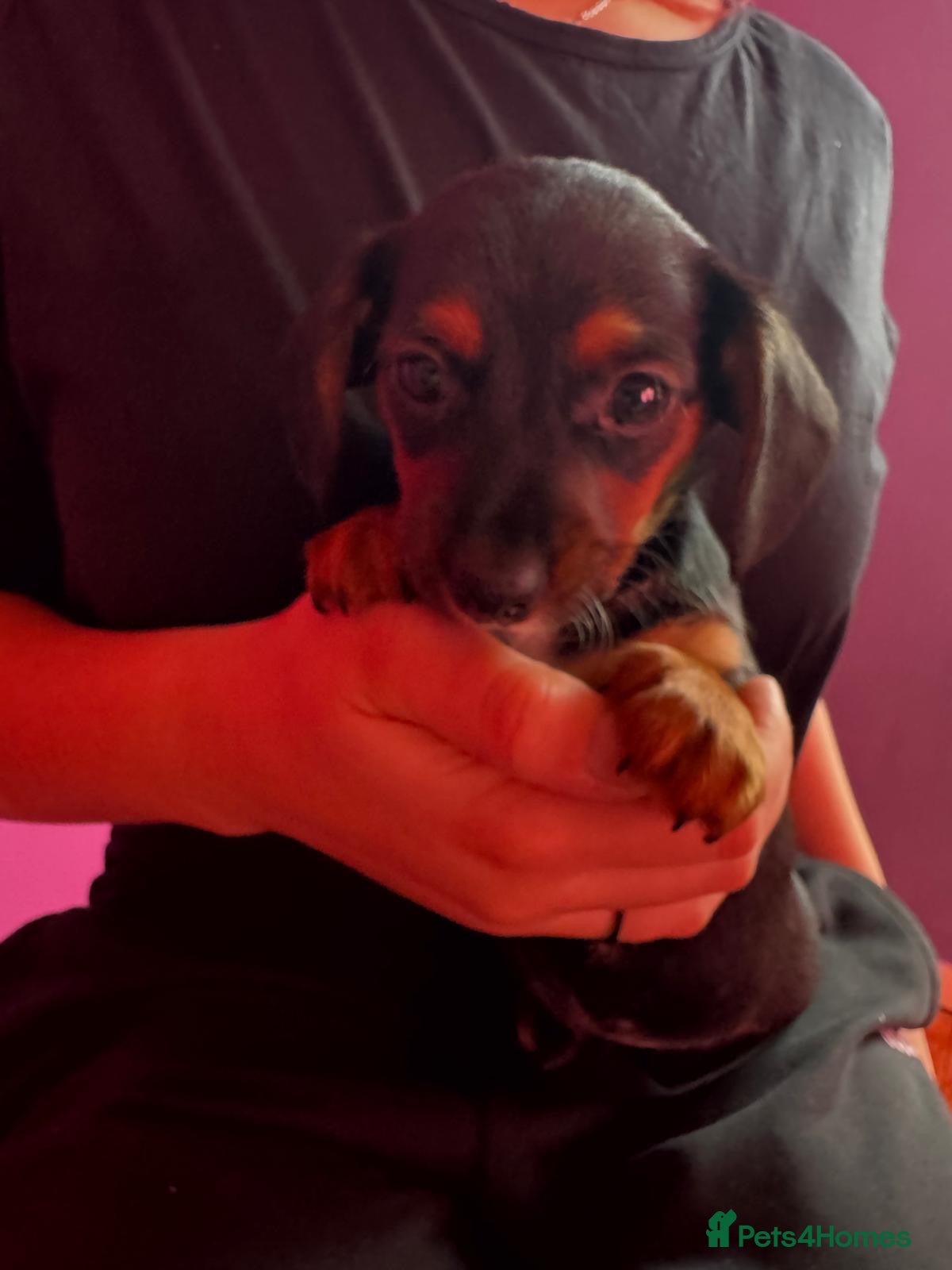 Mixed Breed dogs Dachshund x Chorkie - Advert 4