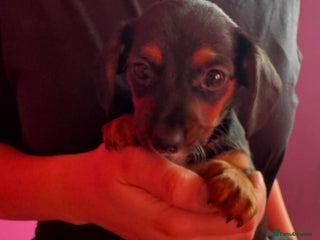 Mixed Breed dogs Dachshund x Chorkie - Advert 17