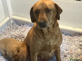 Labrador Retriever dogs Fox Red Labrador pup - Advert 1