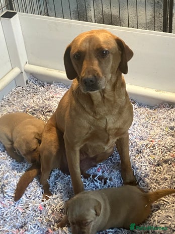 Labrador Retriever dogs Fox Red Labrador pup - Advert 1