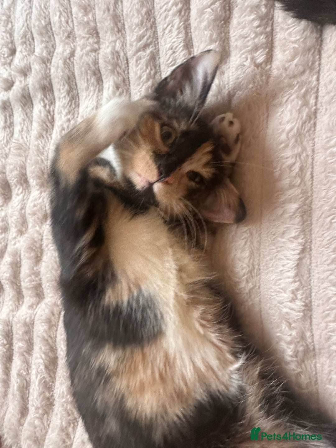 British Shorthair cats for sale: Rehoming my Sweet Baby girl rare Chimera  - Advert 12