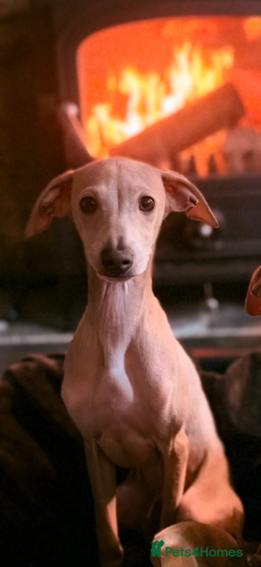 Italian Greyhound dogs Italian Greyhound KC  – Blue Girl & Fawn Boys - Advert 2