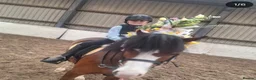 Welsh Section C horses for sale: Rhoswen Chloe - Advert 3