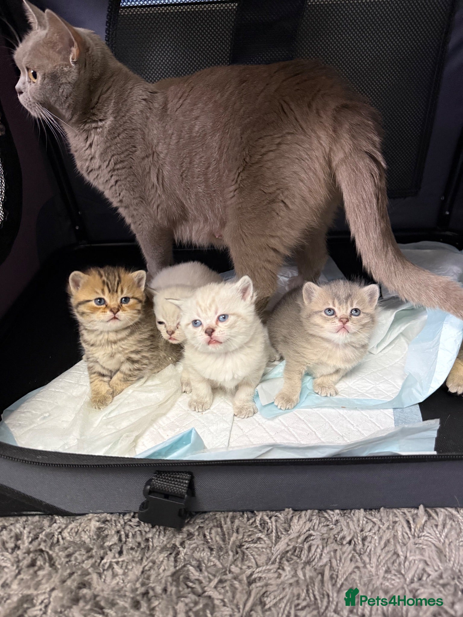 British Shorthair cats Amazing British Shorthair kitten - Advert 6