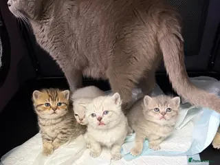 British Shorthair cats Amazing British Shorthair kitten - Advert 1