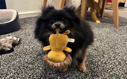Pomeranian dogs for sale: ** KC pomeranian puppies - Image 15
