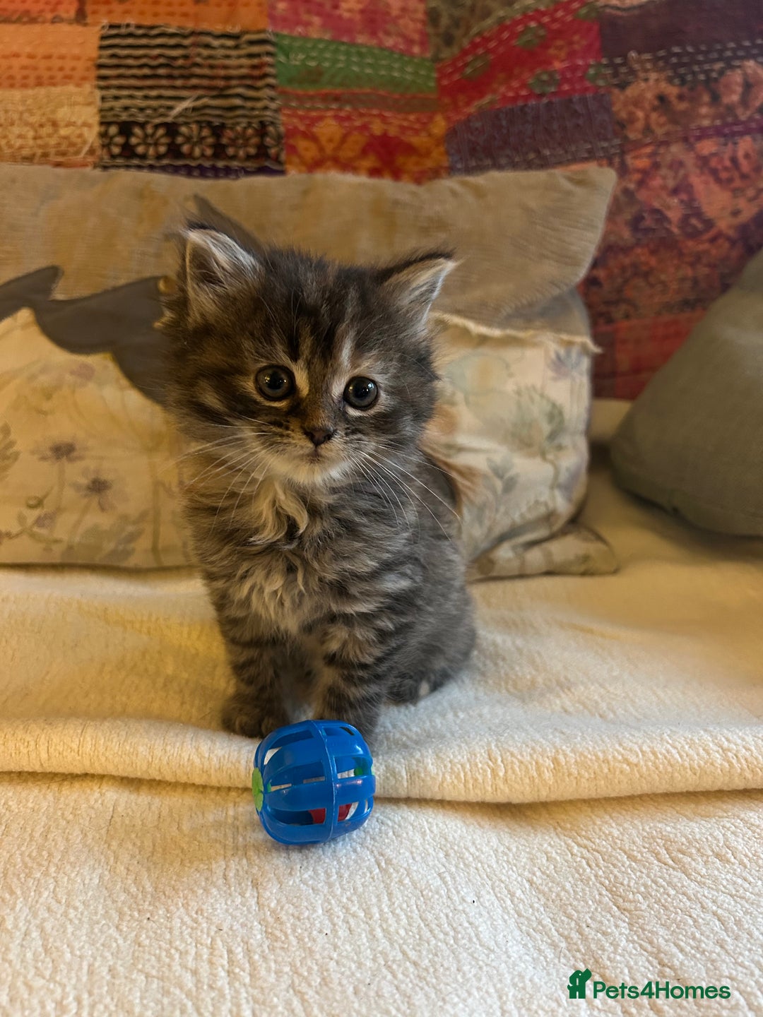 Persian cats for sale: GORGEOUS PERSIAN X KITTENS - Advert 20