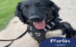Mixed Breed dogs for adoption: Meet Merlin, currently residing in Essex  - Image 1