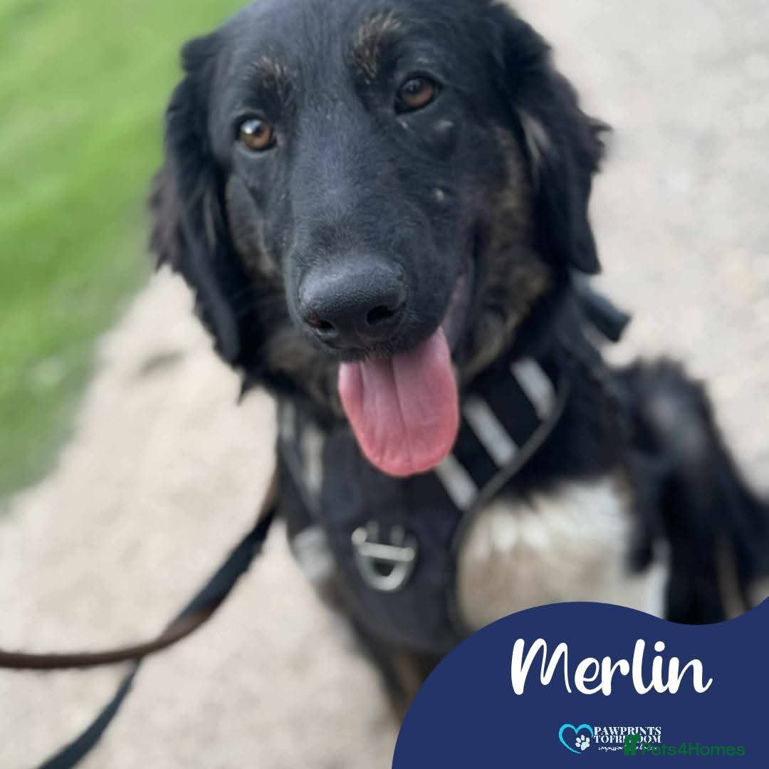 Mixed Breed dogs for adoption: Meet Merlin, currently residing in Essex  - Image 1