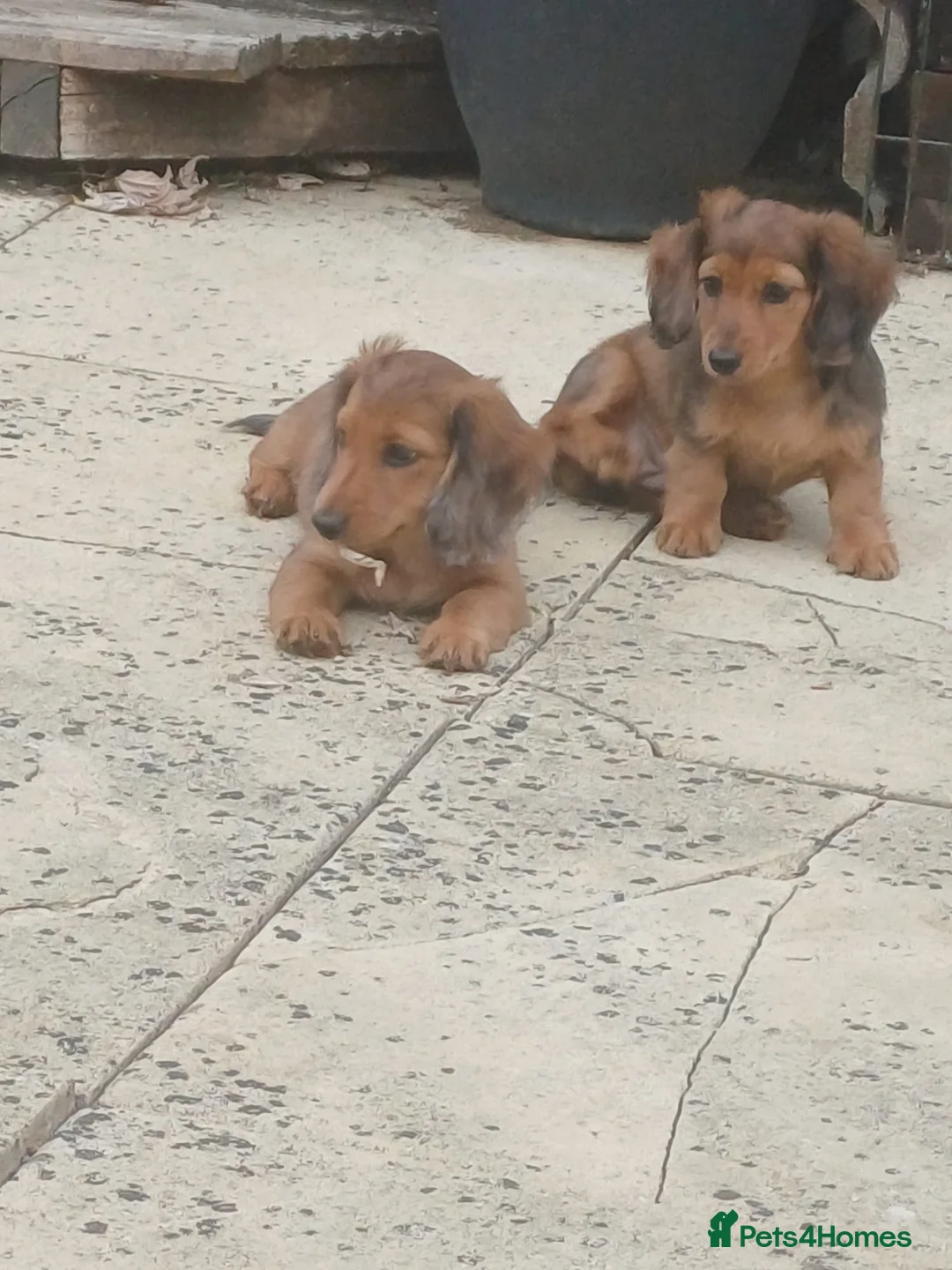 Miniature Dachshund dogs for sale: Dachshund puppy 1 girl available  - Advert 12