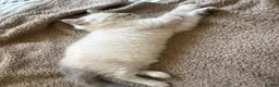 Ragdoll cats for sale: Ragdoll kitten Boy  - Advert 3