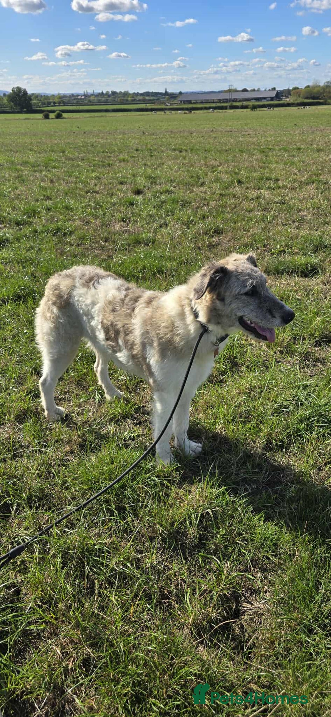 Mixed Breed dogs for adoption: Perfect PICKLE - Image 1