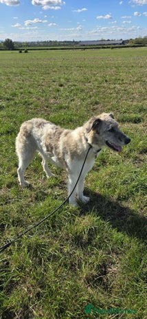 Mixed Breed dogs - Advert 7