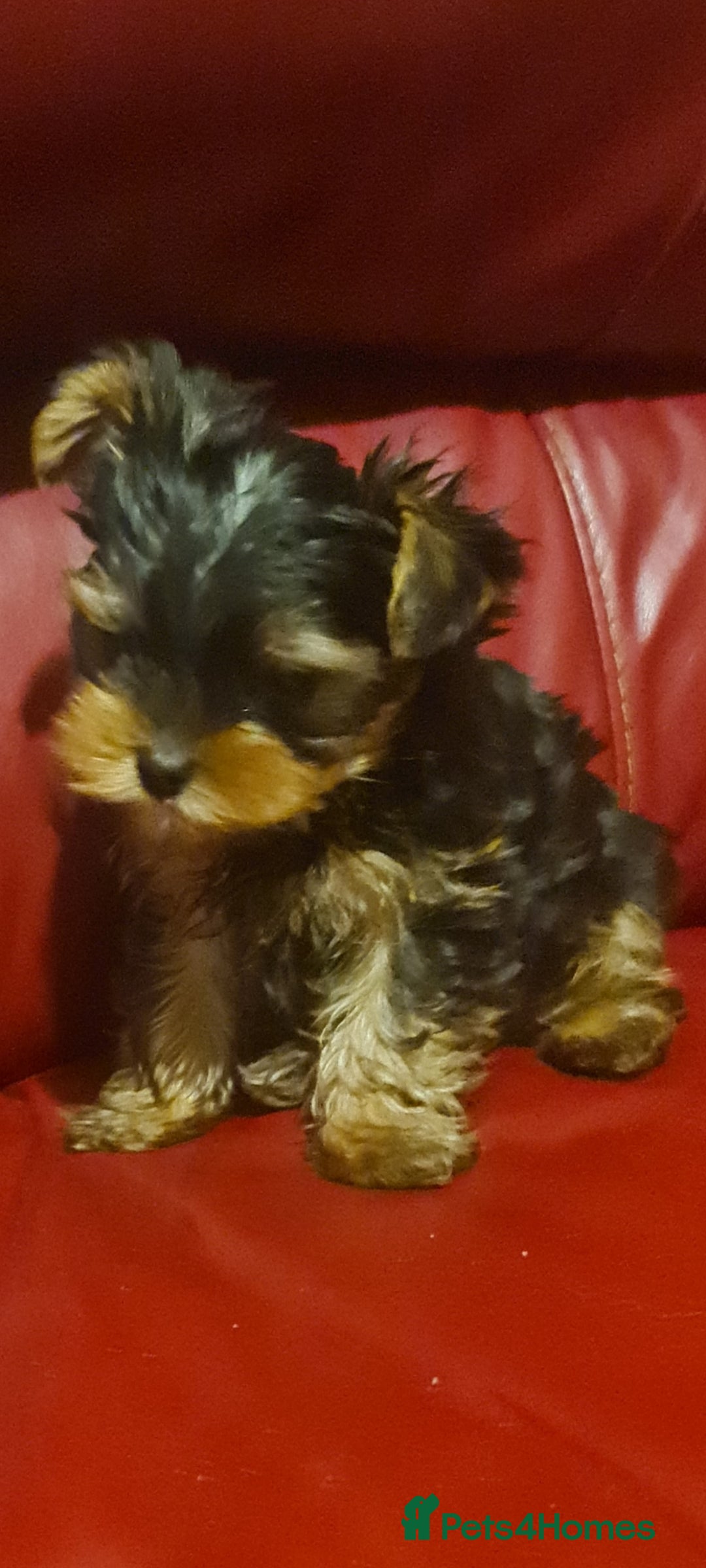 Yorkshire Terrier dogs for sale: Yorkie Terrier Puppy for Sale - Advert 2