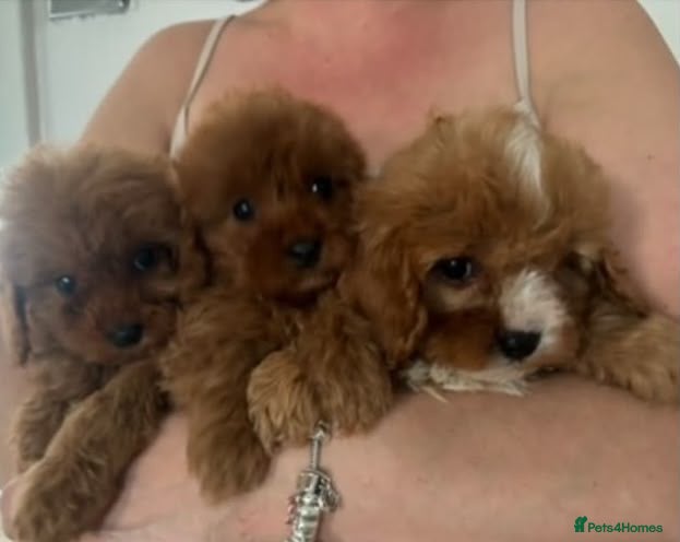 Cavapoo dogs F1 Cavapoo puppy’s  - Advert 11