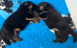 German Shepherd dogs for sale: Litter of puppies with a World Class Pedigree  - Advert 15