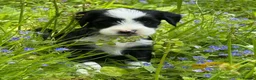 Tibetan Terrier dogs for sale: Stunning KC Reg Tibetan terrier puppies - Advert 5