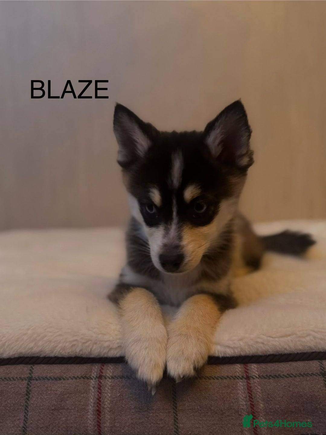 Pomsky dogs for sale: 2 Boys leftStunning Blue eyed F4 Pomsky pups - Advert 17