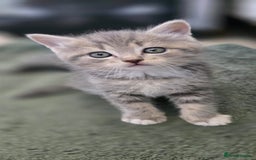 Scottish Fold cats for sale: Charming Scottish Fold Kitten – Born 7th July  - Image 4