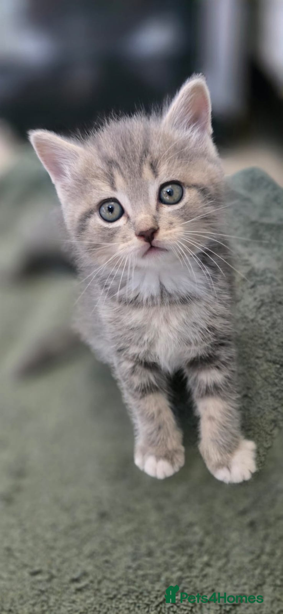 Scottish Fold cats for sale: Charming Scottish Fold Kitten – Born 7th July  - Image 4