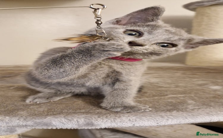 Russian Blue cats - Advert 3