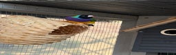 Finches birds for sale: 2 male guardians swap for parrot finches - Advert 6