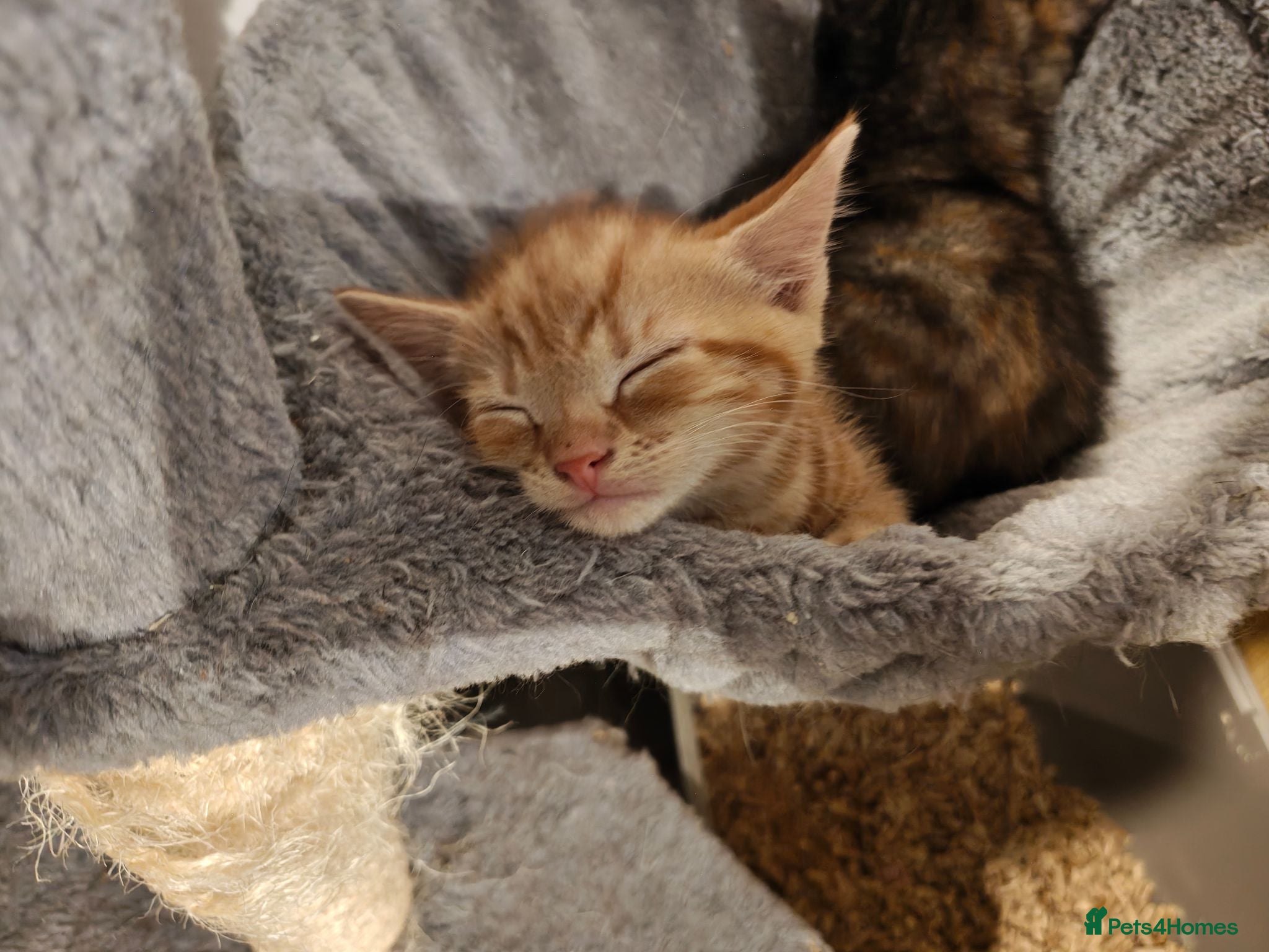 Mixed Breed cats 2 girls and a ginger boy available  - Advert 15