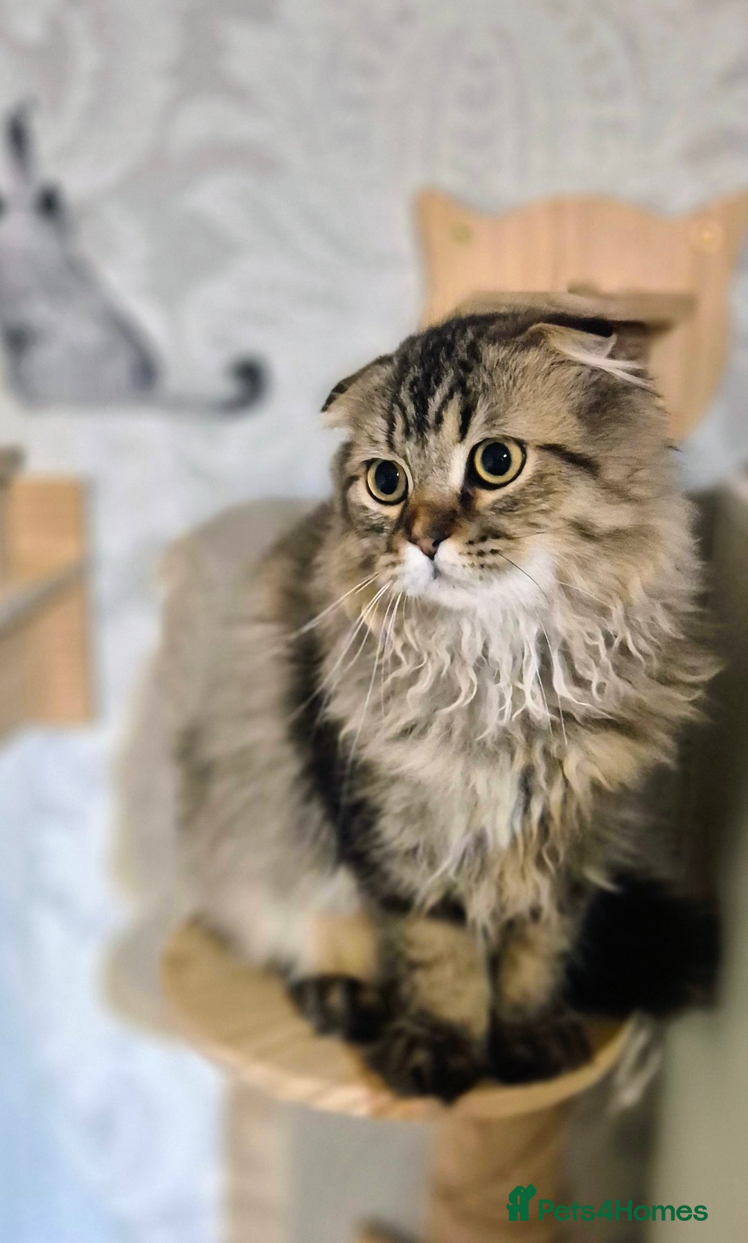 Scottish Fold cats for sale: 2 boys left! TICA registered Scottish Fold - Image 34