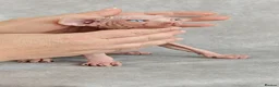 Sphynx cats for sale: Exceptional Sphynx Kittens – Best Pedigree.  - Advert 23
