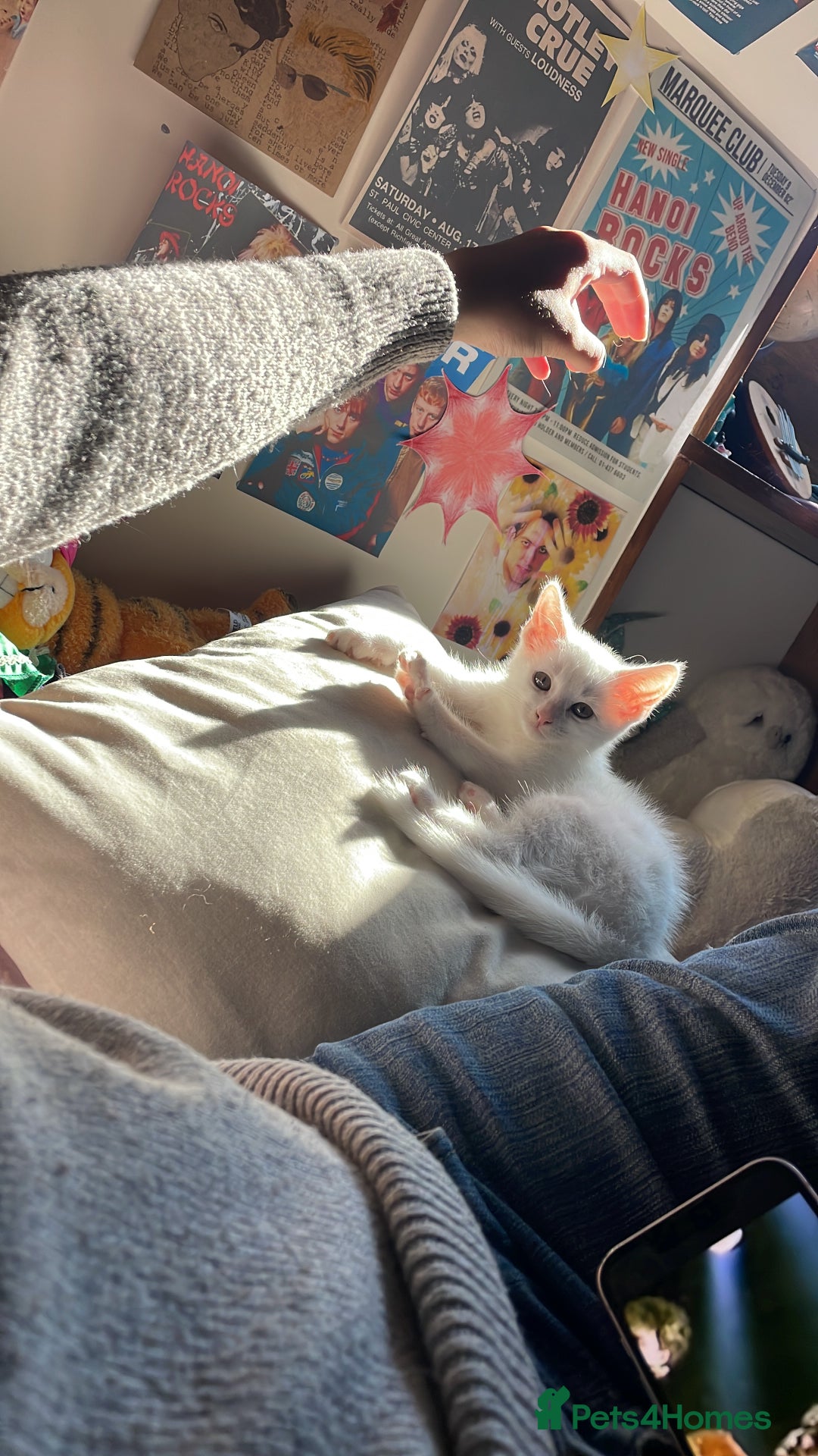 Domestic Shorthair cats for sale: Sweet boy Charlie - Image 11