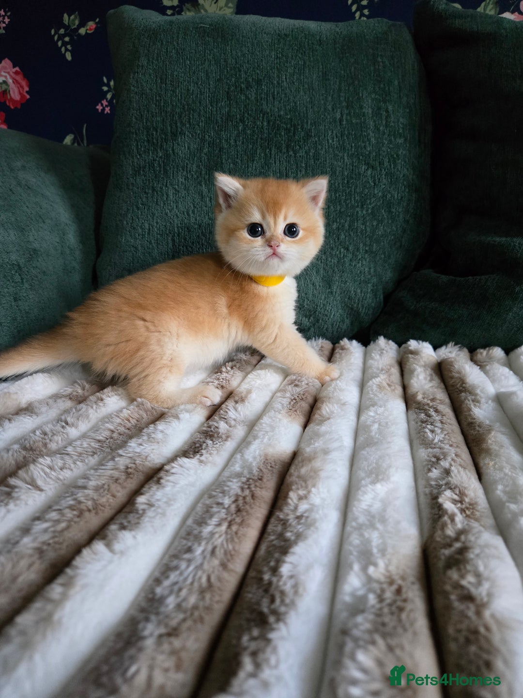 British Shorthair cats for sale: Gorgeous golden fluffs ready in October in Peterborough - Image 5