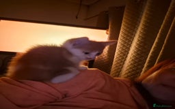 Mixed Breed cats for sale: 4 beautiful kittens - Image 3