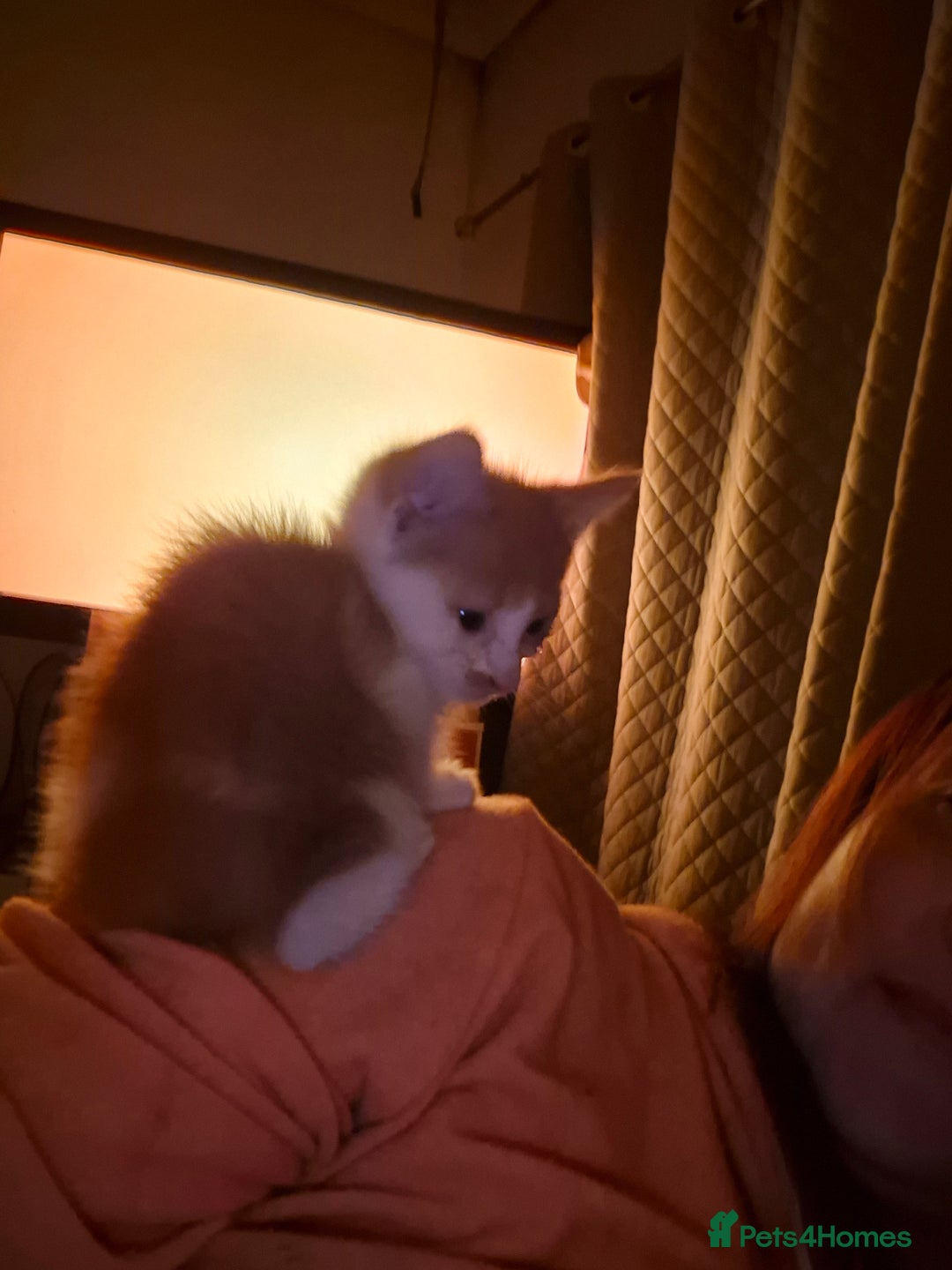 Mixed Breed cats for sale: 4 beautiful kittens - Image 3