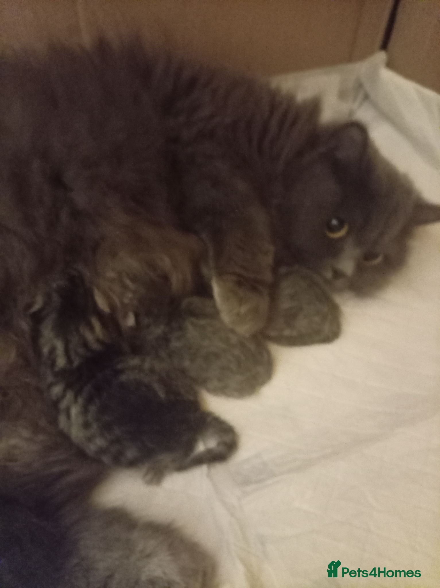 Mixed Breed cats British shorter/scotish  - Advert 7