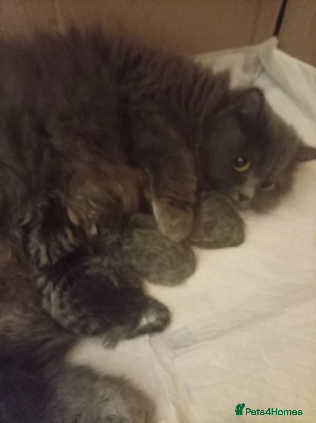 Mixed Breed cats for sale: British shorter/scotish  in Romford - Advert 1