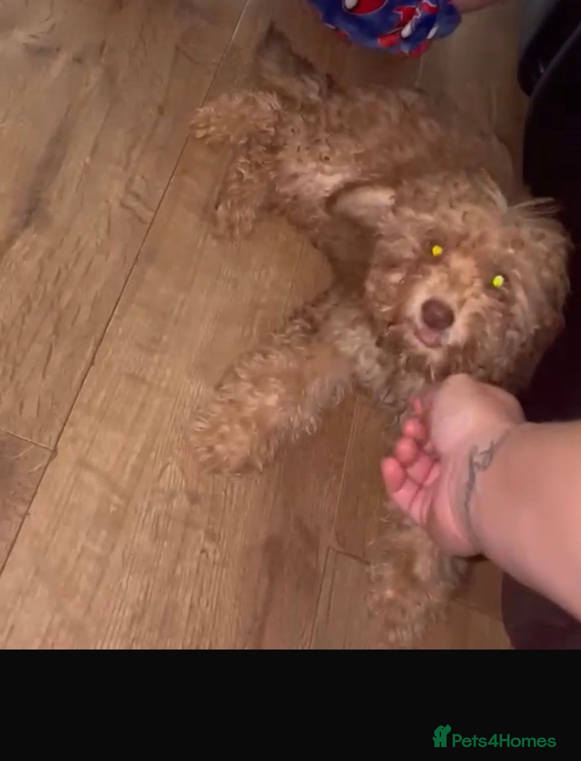Cockapoo dogs F1b cocapoo  - Advert 1